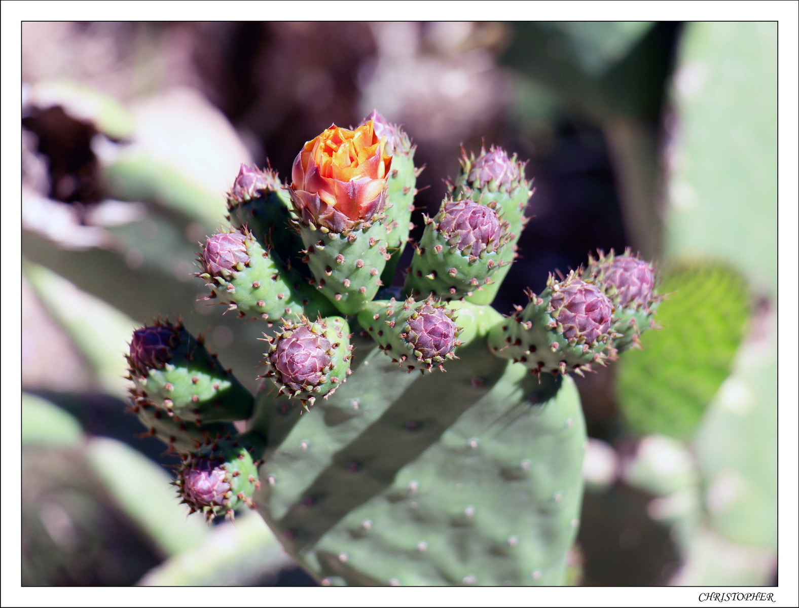 2016   05   Céfalu   32